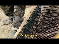 Toptan Satış Yüksek Kalite 100% Doğal Saf Bush Orman Balı Eksi Yok Doğal Arı Balı