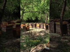 UMF15+ Doğal Arı Balı Saf Yeni Zelanda Manuka Balı MGO550+ Sağlıklı gıda 250g