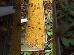 Arı poleninin nereden geldiğini biliyor musunuz? Arıların çiçeklerden 