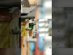 Doğal 10-HDA organik taze kraliyet jölesi Sağlık için saf kraliyet jölesi