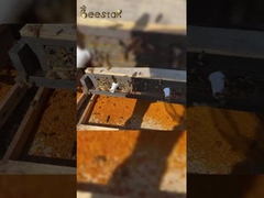 2025 Sıcak satış Yüksek kaliteli büyük parçacık saf arı poleni