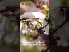 100% saf doğal arı balının saf ham balı, lezzetli bal zor kazanılır