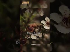 500g UMF10+ Saf Manuka balı Manuka Doğal Arı Balı Saf Çiğ bal