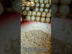 Arı Ürünü yüksek 10-HDA Organik Taze Arı Sütü Saf Taze Kraliçe Gıdası