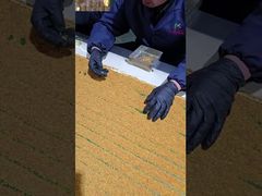 Yakından Bakış: Özelleştirilmiş Çiğ Taze Çay Arı Poleni Arı Vitaminleri Yeni Taze Doğal Arı Ürünleri