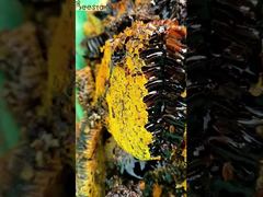 Do you eat black honey whose color is like black paint