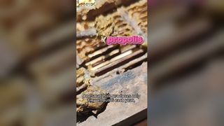 "Mor altın" olarak bilinen propolisin nasıl çıkarıldığını biliyor musunuz?