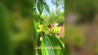 Saf Yeni Zelanda Manuka Balı MGO 100 Plus Sağlık Faydaları