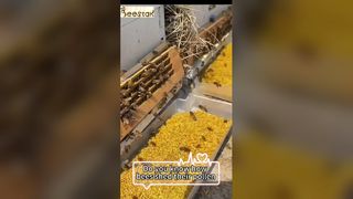 Arı poleninin arının bacaklarından nasıl düştüğünü biliyor musunuz?