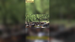 Arı kovanı mükemmel bir uyumun olduğu bir manzara sunar.
