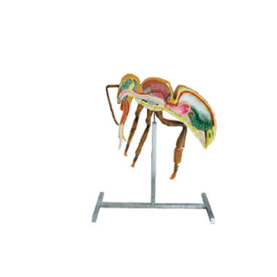 Arıcılık Araçları Arıcılık Ekipmanları 60cm 110cm Yükseklik arı anatomisi modeli